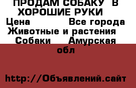 ПРОДАМ СОБАКУ  В ХОРОШИЕ РУКИ  › Цена ­ 4 000 - Все города Животные и растения » Собаки   . Амурская обл.